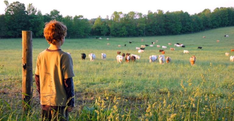 boy_looking_at_field_of_beef_cattle.jpg